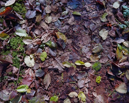 Michael Wesik, My Nature
