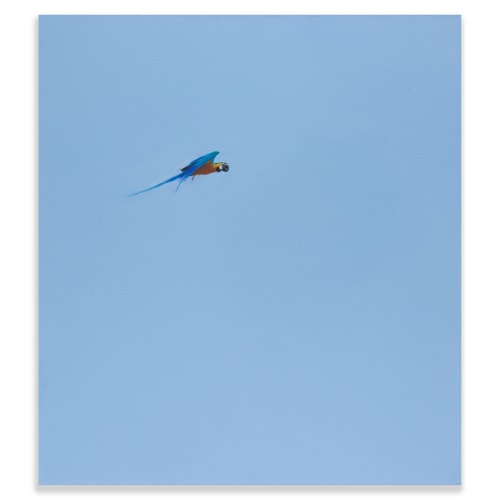 Matthew Kentmann, Blue & Gold