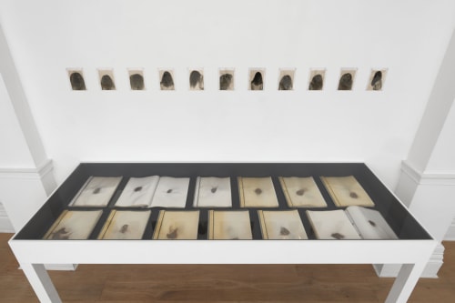 Annegret Soltau, Meine verlorenen Haare [My lost hair], 1977