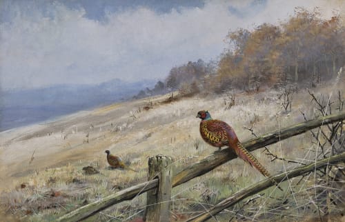'Pheasant'