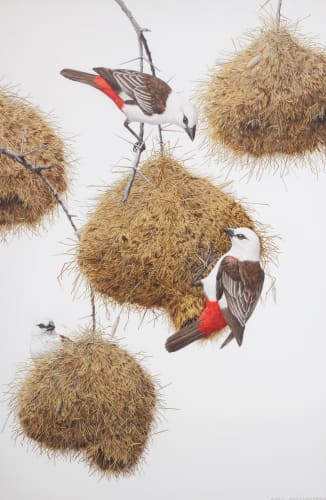 'White-headed buffalo weavers'