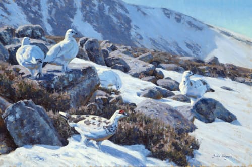 'Attention stirred, Ptarmigan'