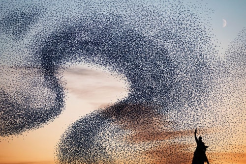 Alain Delorme, Murmurations