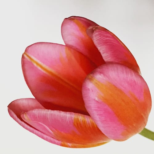 Dutch Tullip, 2019 © Inez & Vinoodh / courtesy The Ravestijn Gallery