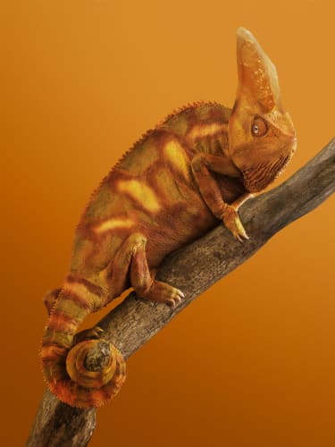 Caméléon Cristal, 2022 © Vincent Fournier / courtesy The Ravestijn Gallery