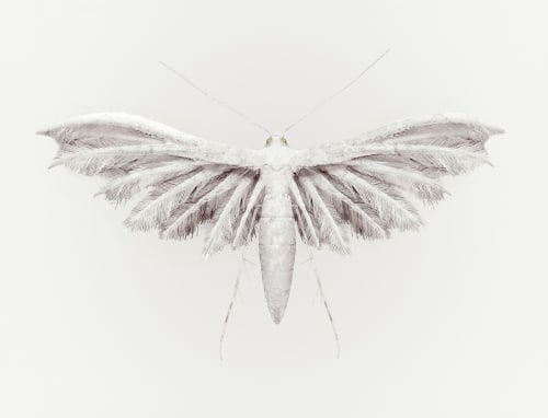 Bird Rain © Vincent Fournier / courtesy The Ravestijn Gallery