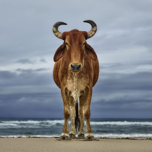 Daniel Naudé, Xhosa bull on the shore, Eastern Cape, South Africa, 2018