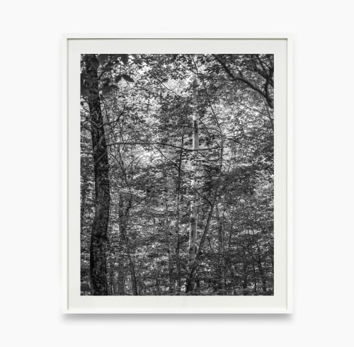Bryson Rand. Untitled/Trees and Light (Skowhegan), 2019. Archival inkjet print, 40 x 28 in (101.6 x 71.1 cm). Image courtesy of the artist and Zeit Contemporary Art, New York
