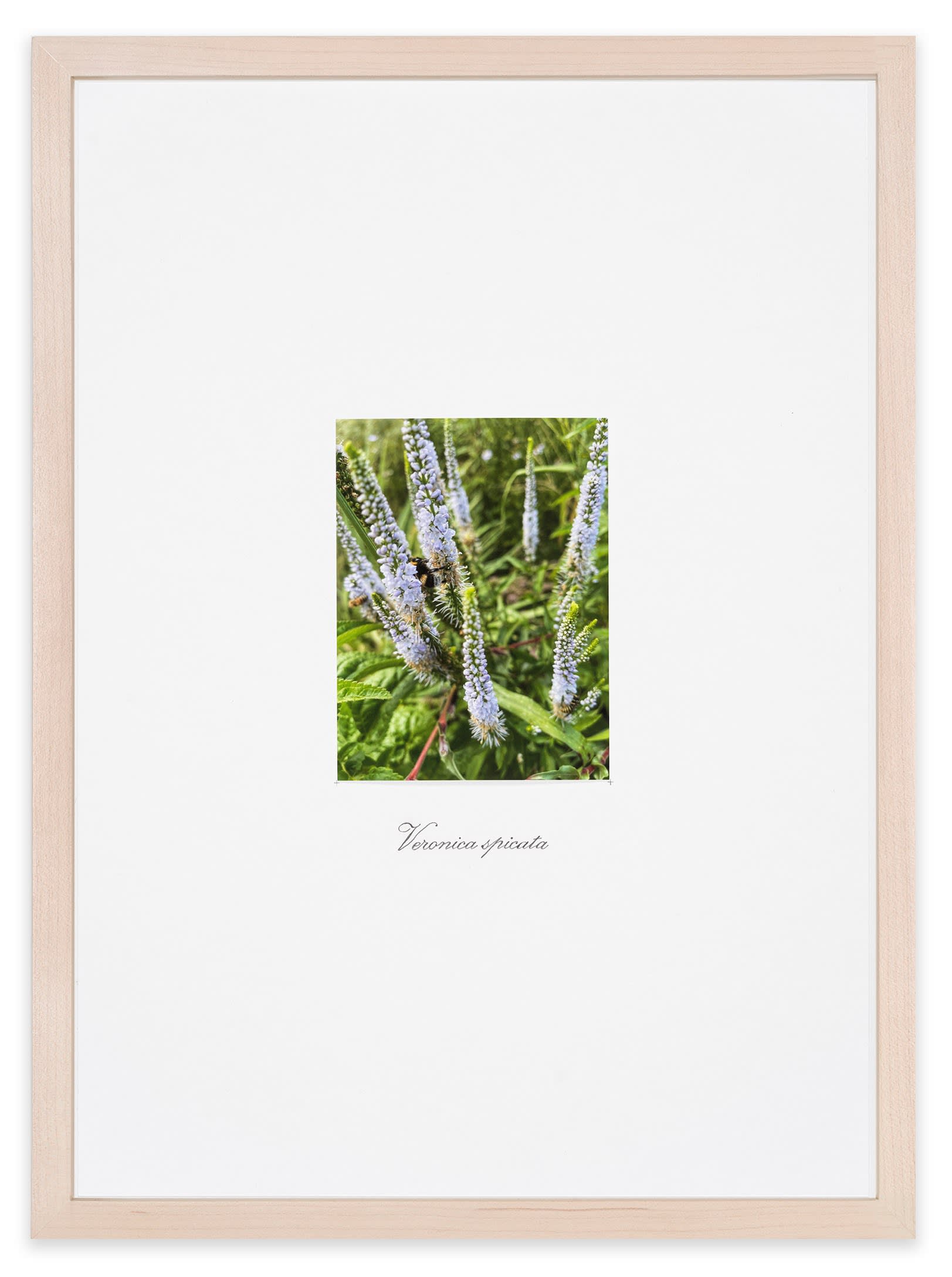 Danh Vo Untitled, 2021 Pencil on paper and C-print, writing by Phung Vo Paper: 16 1/2 x 11 3/4 in....