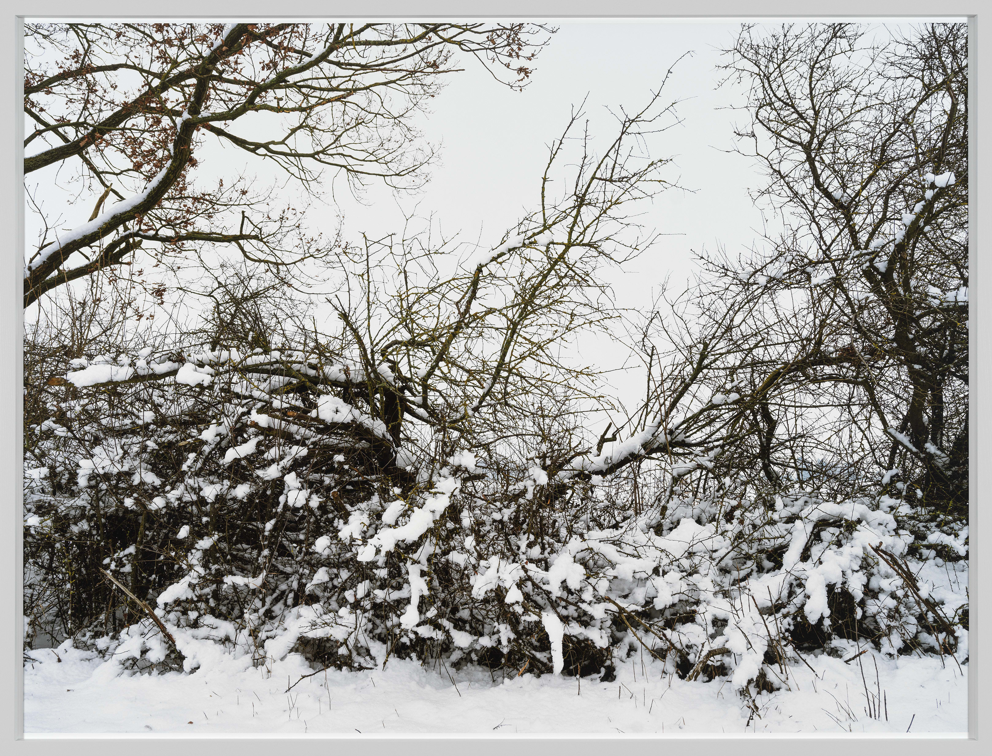 Thomas Struth Hecke, Feldberger Seenlandschaft 2021, 2021 Inkjet print Image: 52 3/4 x 70 3/8 in. (134 x 178.9 cm)...