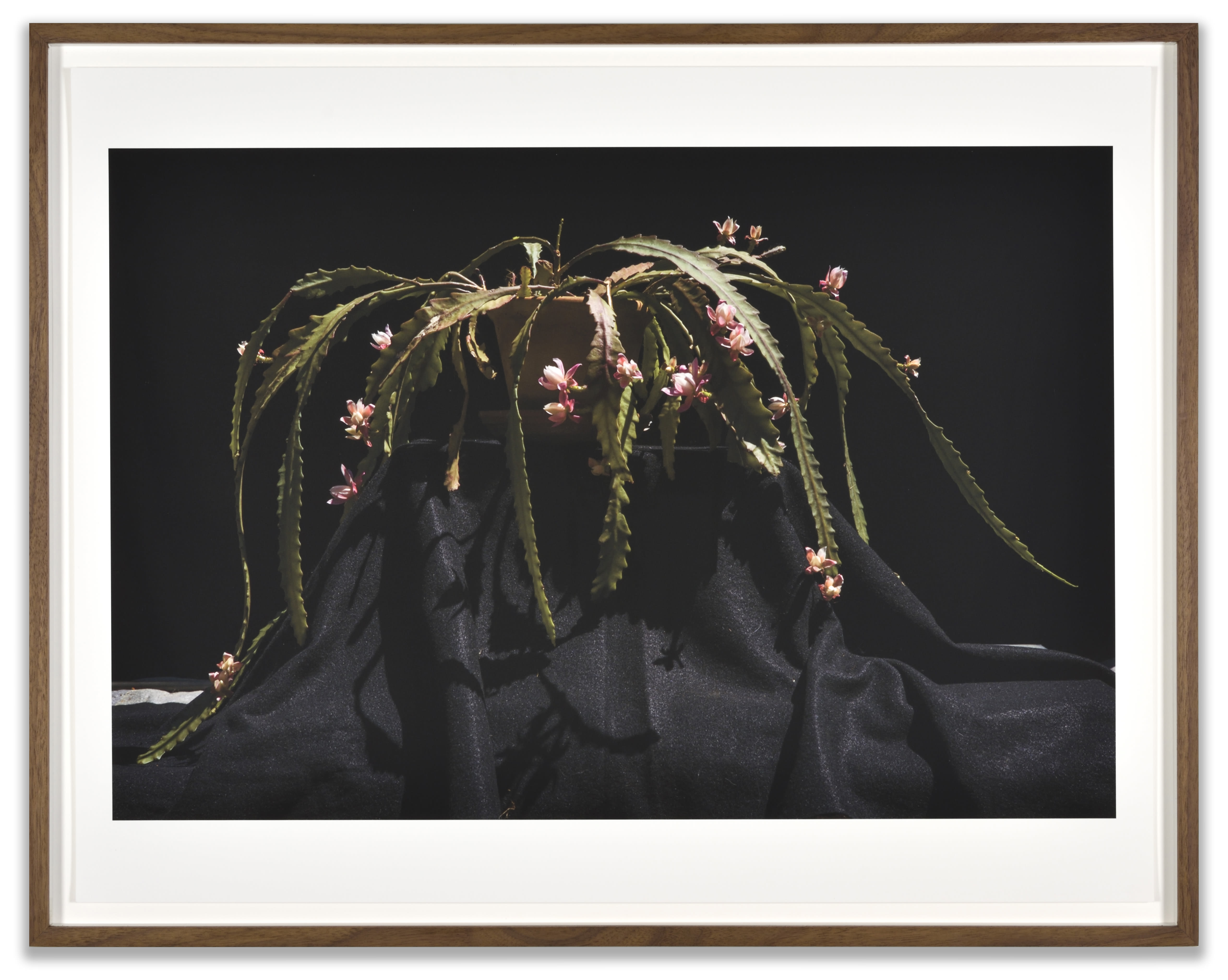 Luciano Perna April 22, 2020, 6:46, Schlumbergera, 2020 Inkjet on Hahnemuhle photo rag paper Print: 17 x 22 in. (43.2...