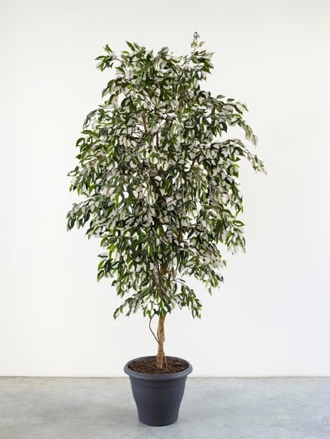 Gabriel Orozco, Moon Tree, 1996 - 2010