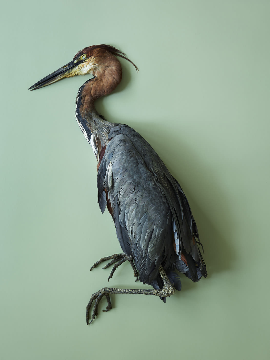 Thomas Struth Goliathreiher (Ardea goliath), Leibniz IZW, Berlin, 2017 Inkjet print Image: 37 3/8 x 28 in. (94.8 x 71...