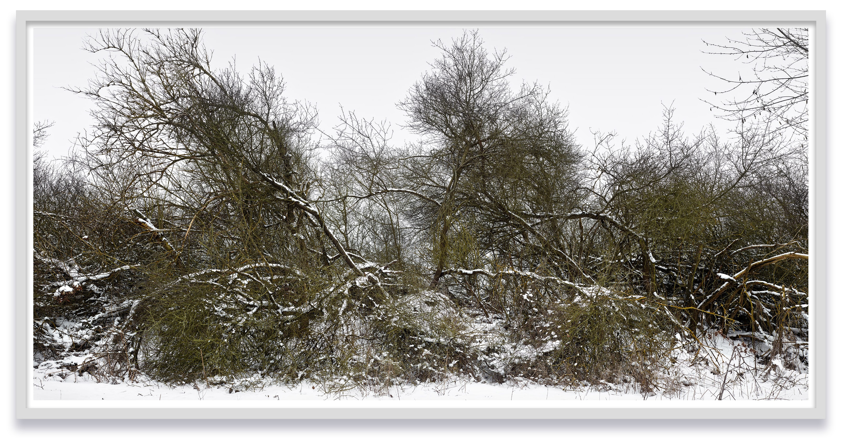 Thomas Struth Schlichter Weg, Feldberger Seenlandschaft 2021, 2021 Inkjet print Image: 85 1/4 x 177 1/8 in. (216.4 x 450...