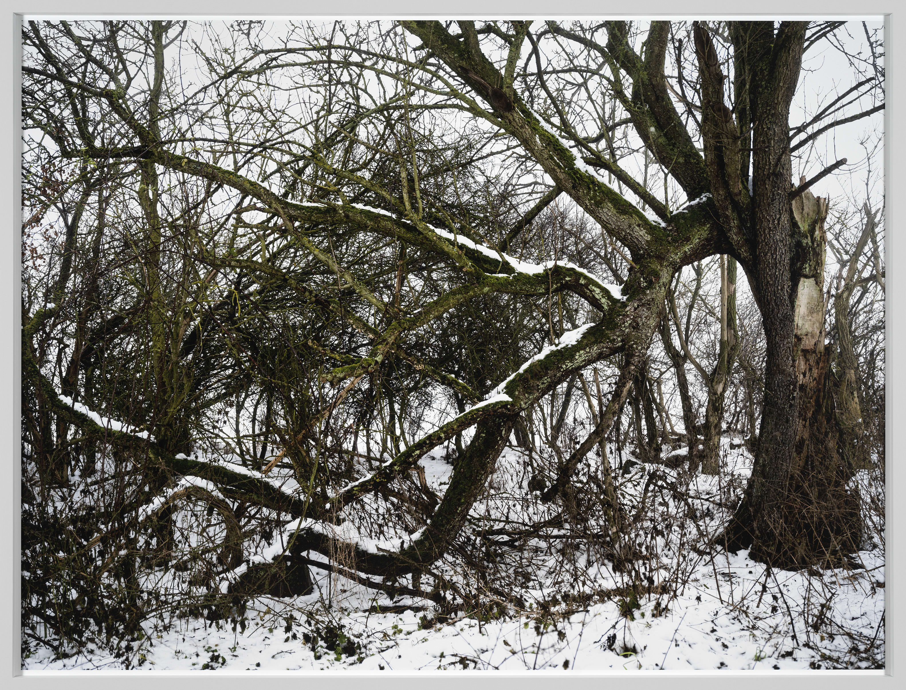 Thomas Struth Baum, Feldberger Seenlandschaft 2021, 2021 Inkjet print Image: 61 3/8 x 81 7/8 in. (156 x 208 cm)...