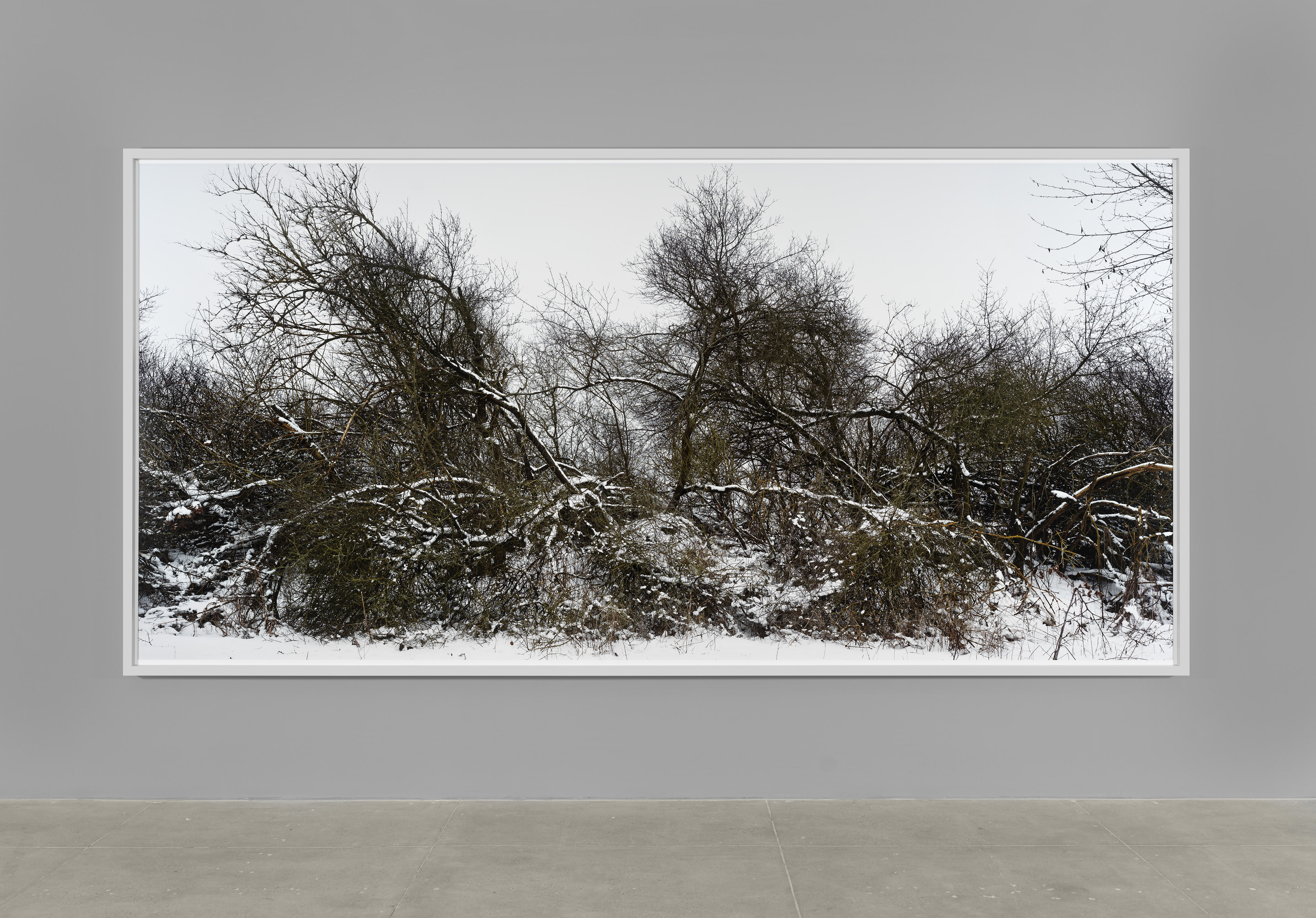 photograph of a forest by Thomas Struth