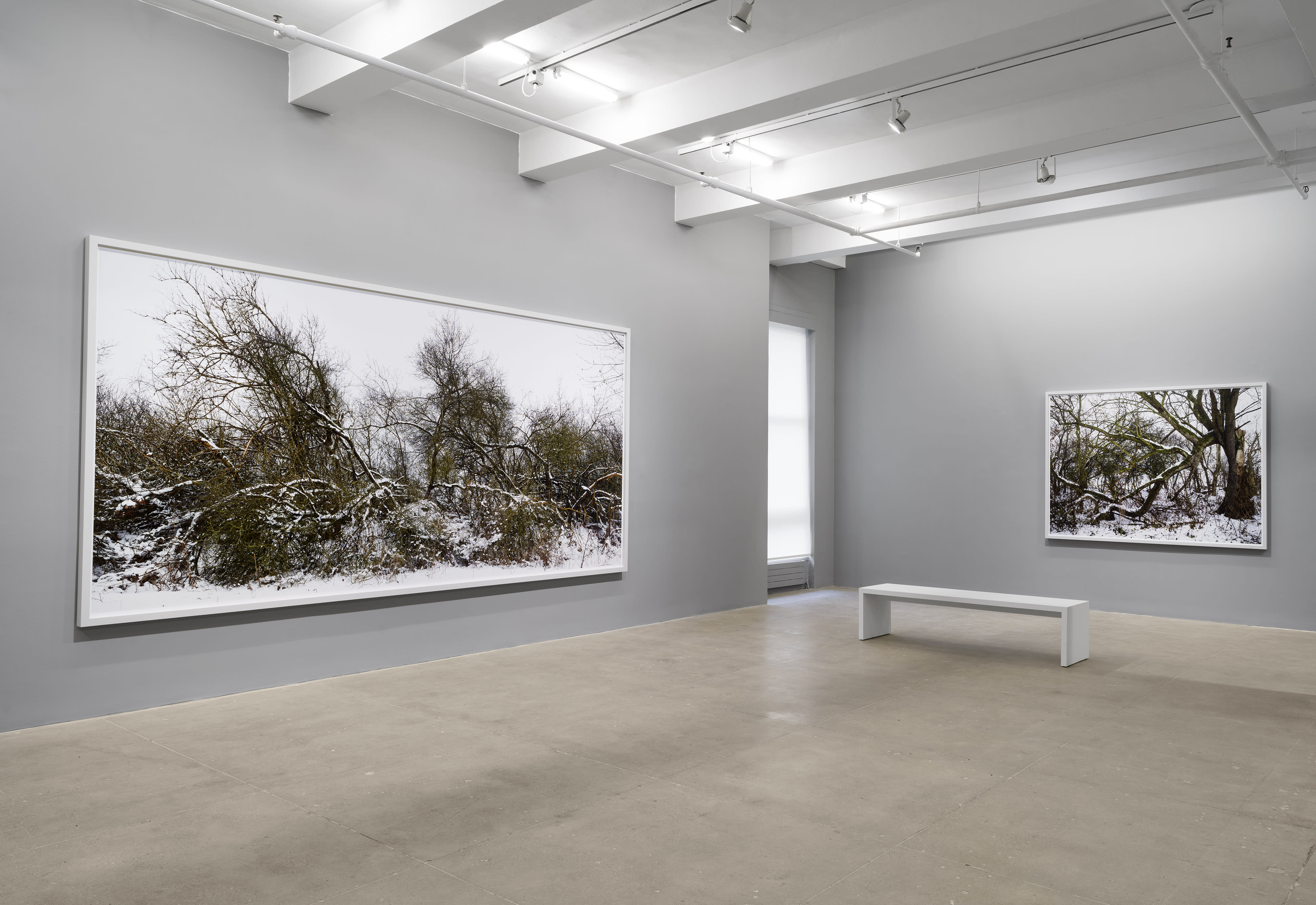 installation view of photographs of nature by Thomas Struth