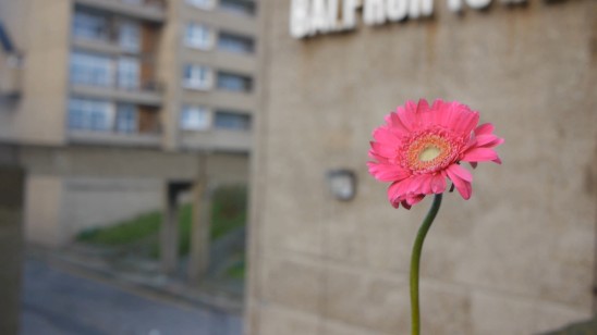 Luke Burton, Balfron Flower (film still), courtesy of the artist and Gallery S O