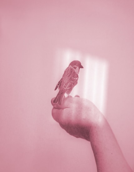 Urs Luthi, Self-portrait with Bird