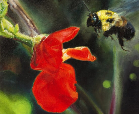 Jennifer Walton, Scarlet runner bean flower and a bumblebee, 2022