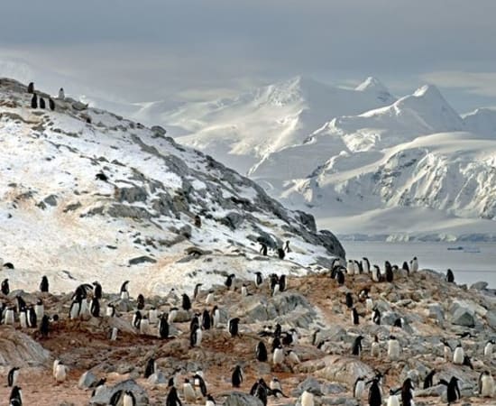 Arnold Zageris, Gentoo Penguins and Arctowski Peninsula, 2014