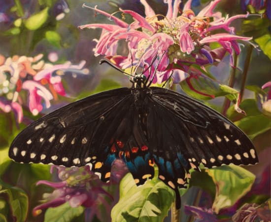 Jennifer Walton, Black Swallowtail, 2019