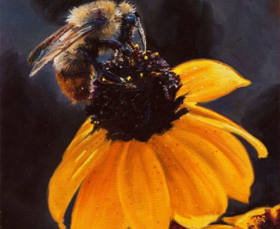 Jennifer Walton, Orange Striped Bumblebee on a Black-Eyed Susan, 2021