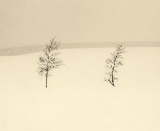 Peter Dušek, Two Trees, Ontario 1/15, 2014