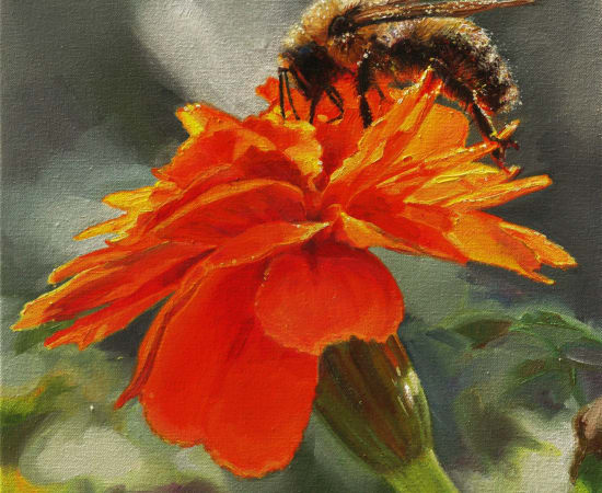 Jennifer Walton, Little Bumblebee on a Marigold, 2024