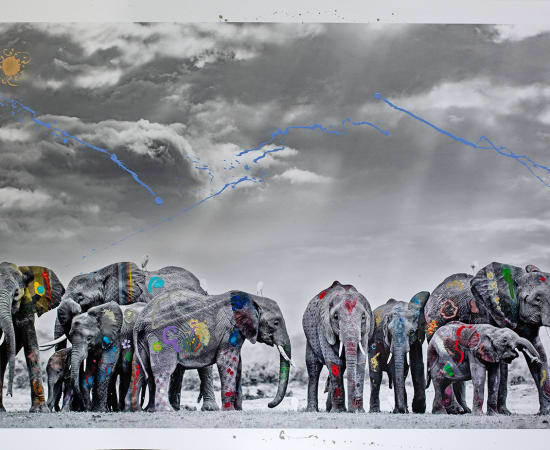 Arno Elias, Nine Elephants