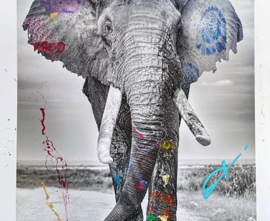 Hand-embelished archival print animal photography