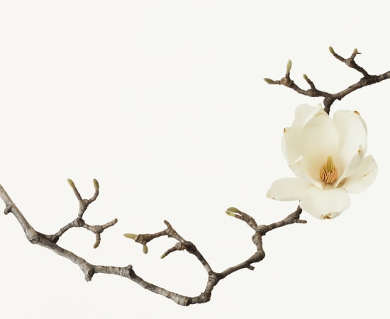 Takashi Tomo-oka, White Magnolia 1, Shiromokuren, 2013