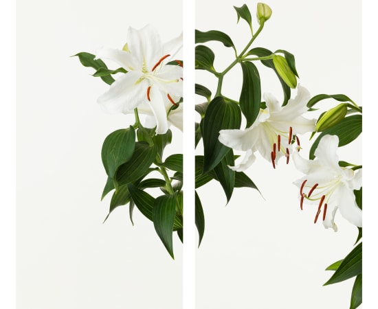 Takashi Tomo-oka, White Plum Blossom 6, Shiraume, 2018