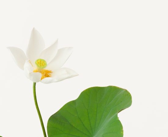 Takashi Tomo-oka, Kuwana White Lotus, Kuwana-Hakuren, 2013