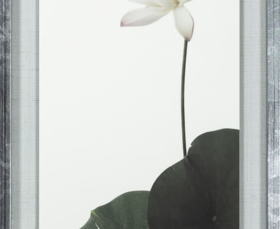 Takashi Tomo-oka, "Hekisui" (碧翠) Green Lotus, 2023