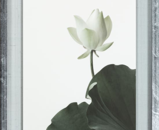 Takashi Tomo-oka, "Shinnyoren" (真如蓮) Lotus 9, 2023