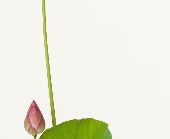 Takashi Tomo-oka, Pink Lotus, Oren, 2013