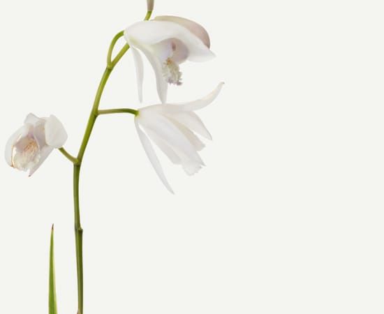 Takashi Tomo-oka, Purple Orchid (White Flower) 1, Shiran, 2019