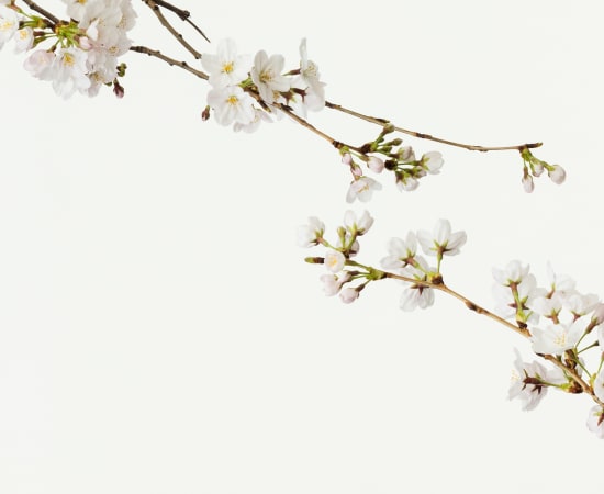 Takashi Tomo-oka, Cherry Blossom 3, Sakura, 2016