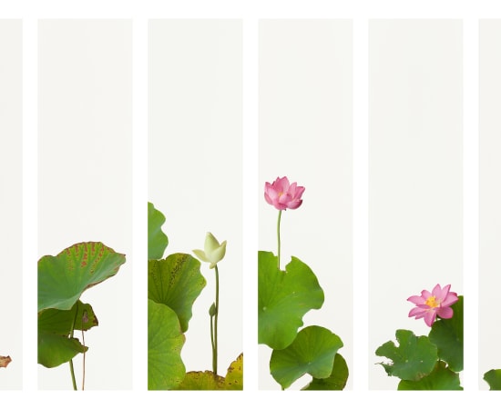 Takashi Tomo-oka, Lotus Byobu Screens (set of 6), Hasu-Byoubu, 2013