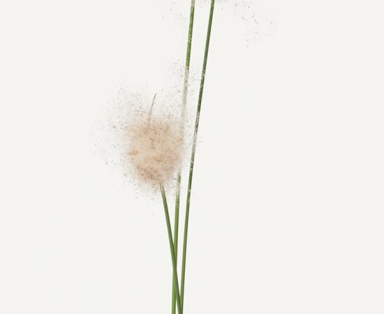 Takashi Tomo-oka, Pampas Grass, Susuki, 2016