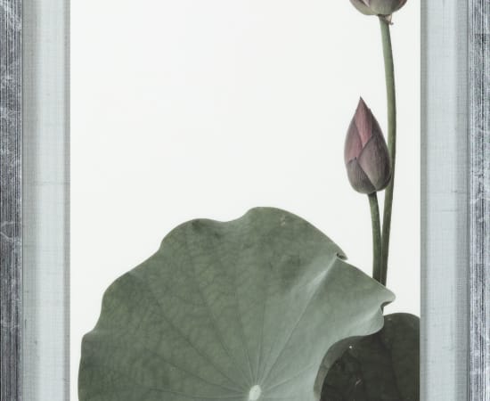 Takashi Tomo-oka, ”Aobishi-Kouren” (青菱紅蓮) Purple Lotus 2, 2023
