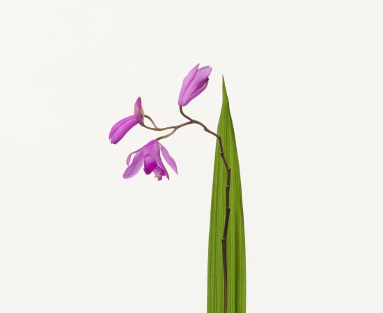 Takashi Tomo-oka, Hyacinth Orchid, 2010