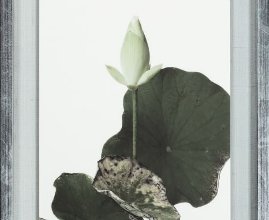 Takashi Tomo-oka, "Shinnyoren" (真如蓮) Lotus 10, 2023
