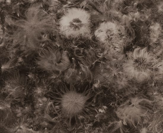 Ryuji Taira, Flowers & Seeds, 2004