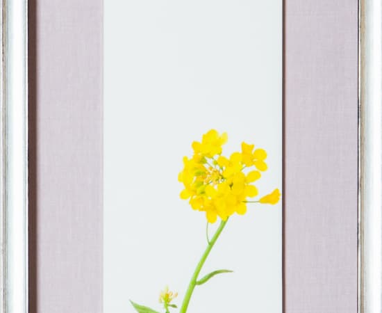 Takashi Tomo-oka, 「菜の花 1」（1/15) Rape Blossoms 1, 2020