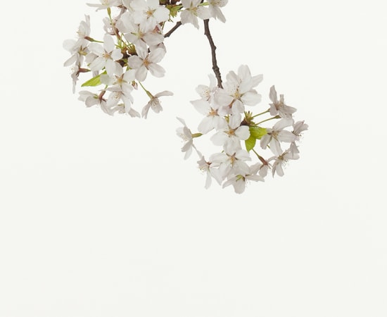 Takashi Tomo-oka, Cherry Blossom, 2011