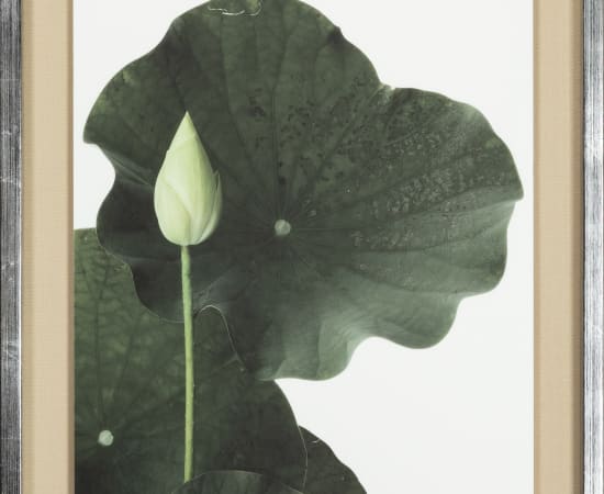 Takashi Tomo-oka, "Shinnyoren" (真如蓮) Lotus 7, 2023