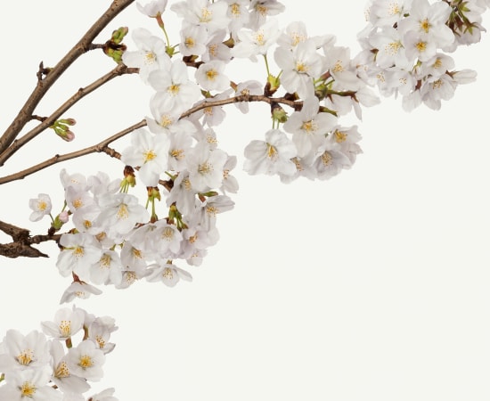 Takashi Tomo-oka, Cherry Blossom 6, Sakura, 2019