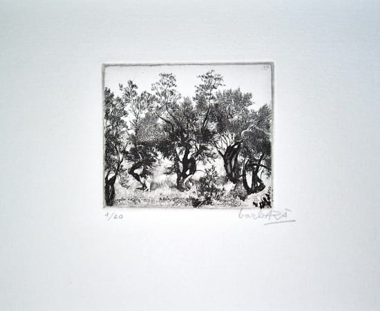 Joan Barbarà, Camp d'Oliveres, 1949-2008